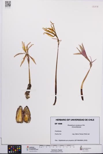 Rhodolirium montanum [Espécimen: UCH:EIF:0015308]