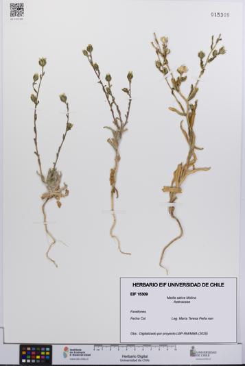 Madia sativa [Espécimen: UCH:EIF:0015309]