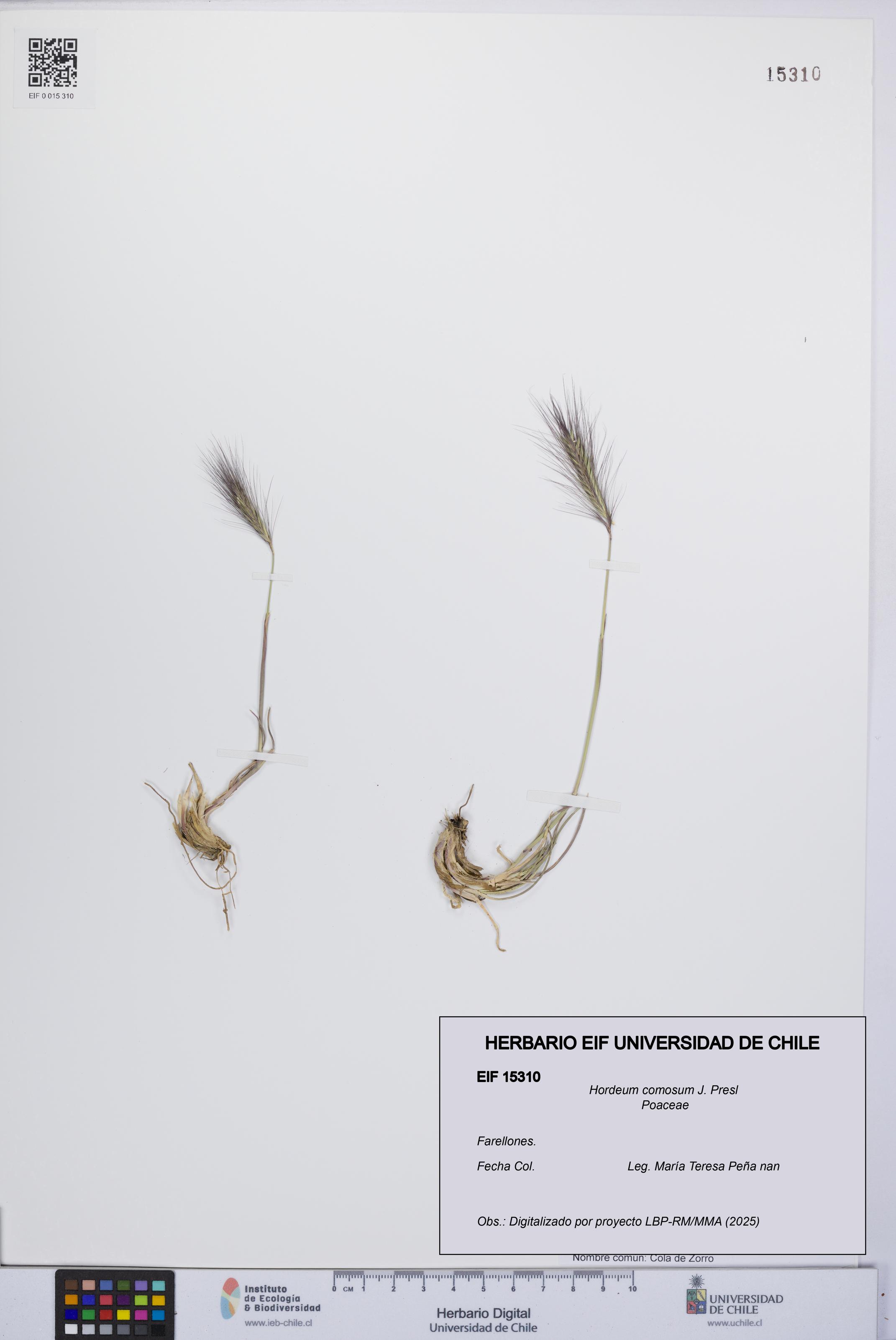 Hordeum comosum [Espécimen: UCH:EIF:0015310]