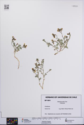 Adesmia exilis [Espécimen: UCH:EIF:0015311]