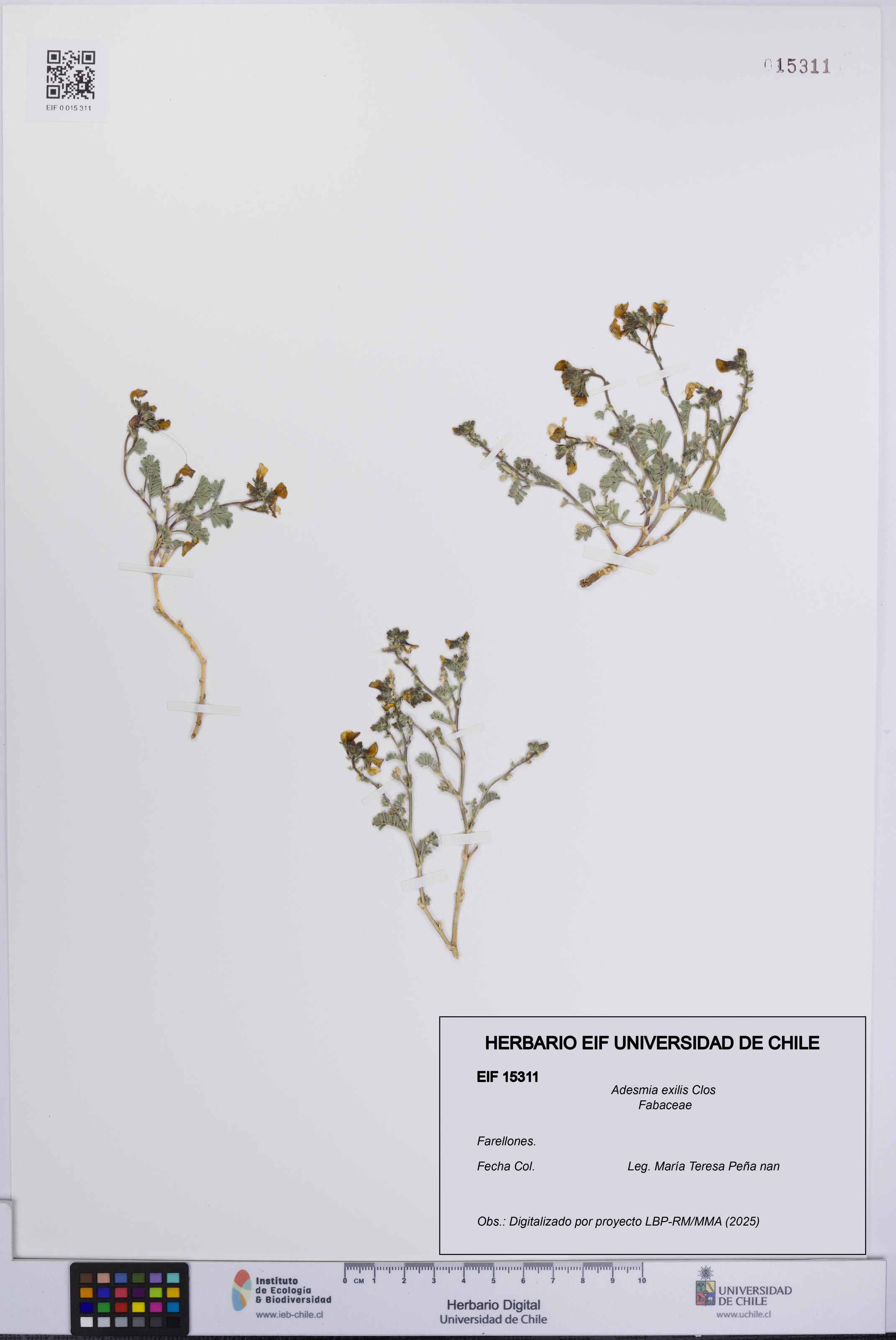 Adesmia exilis [Espécimen: UCH:EIF:0015311]