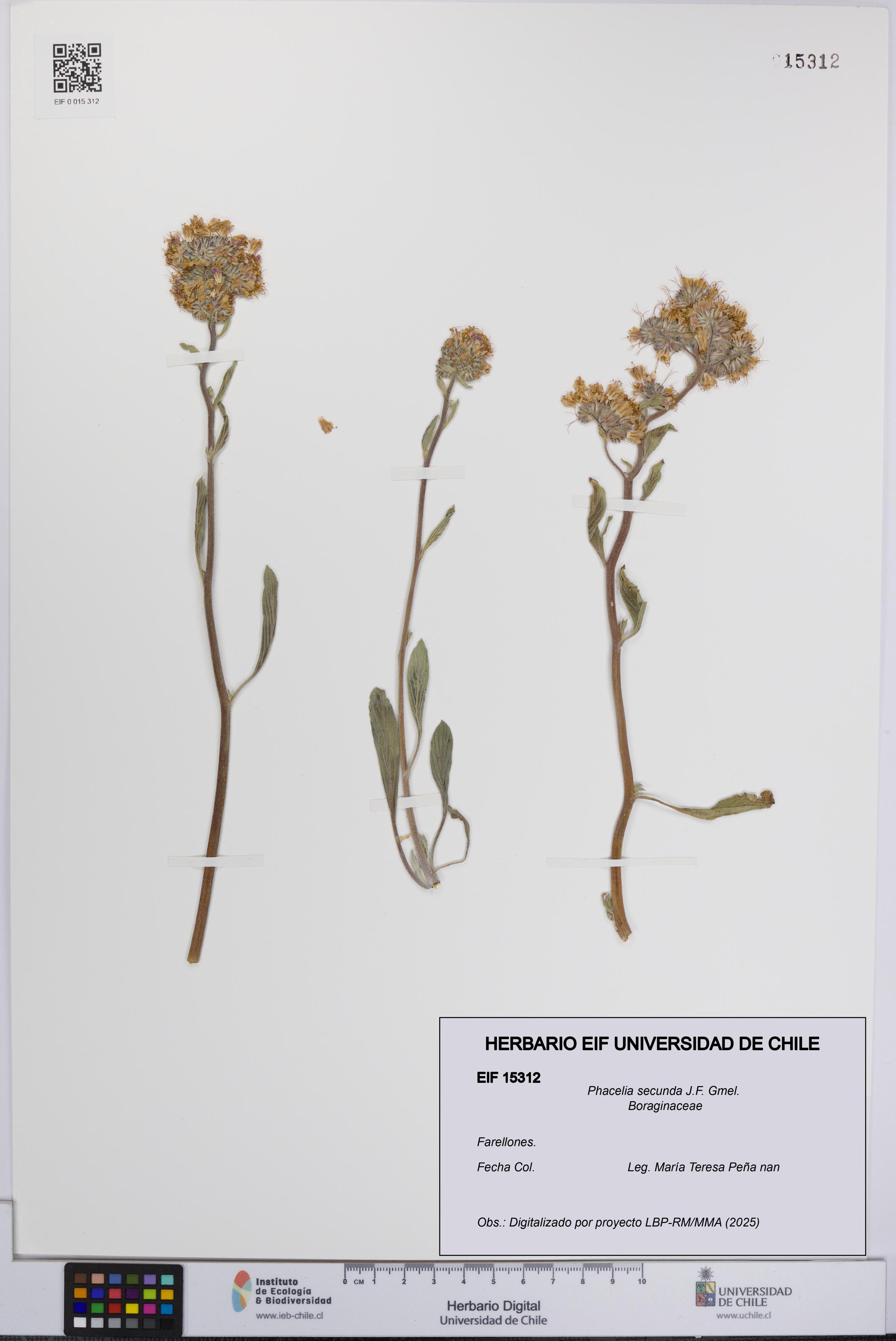 Phacelia secunda [Espécimen: UCH:EIF:0015312]