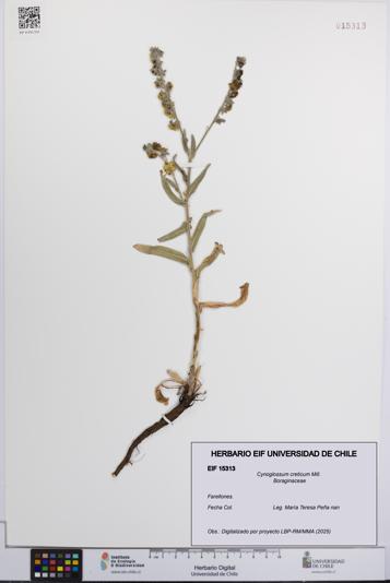 Cynoglossum creticum [Espécimen: UCH:EIF:0015313]