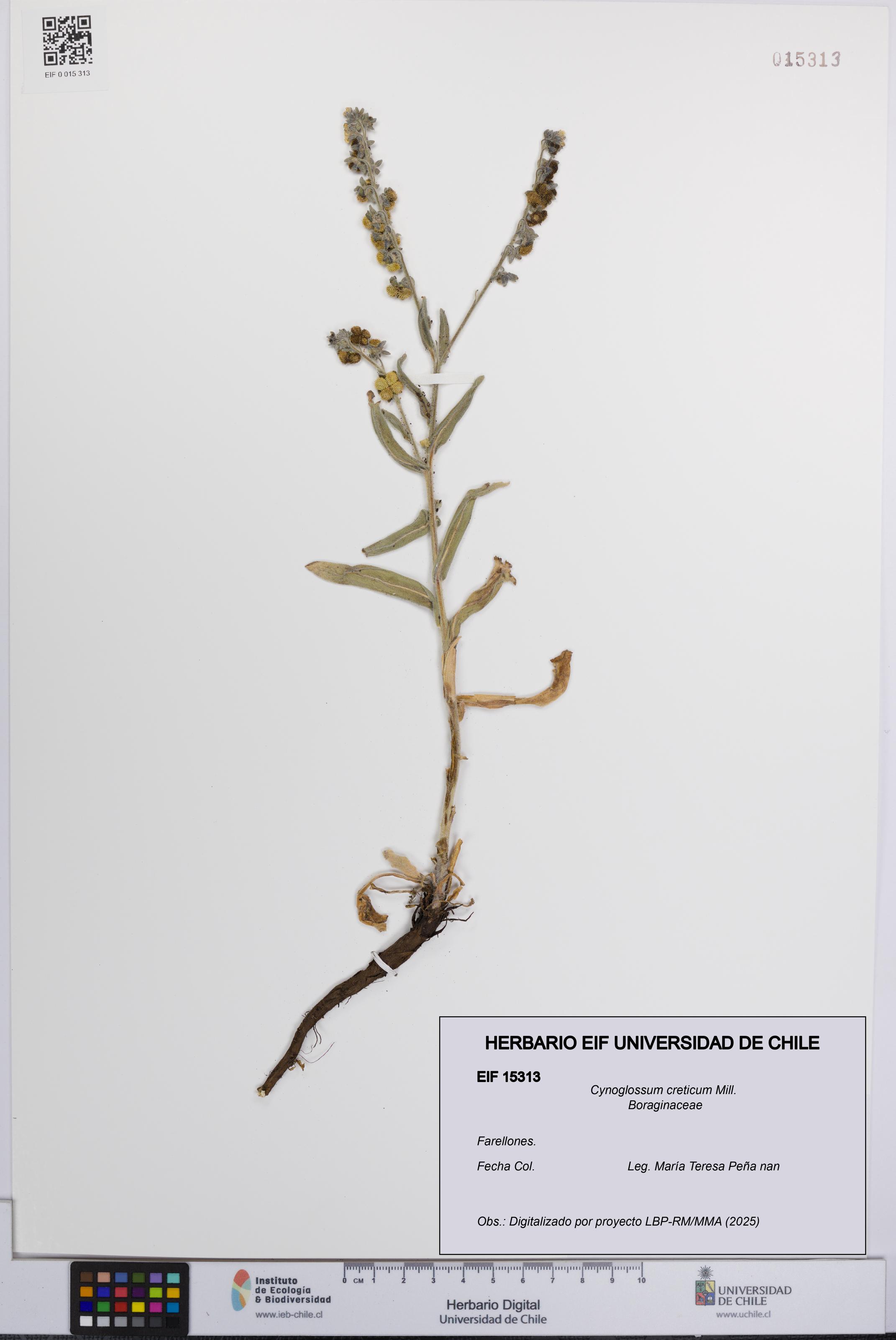 Cynoglossum creticum [Espécimen: UCH:EIF:0015313]