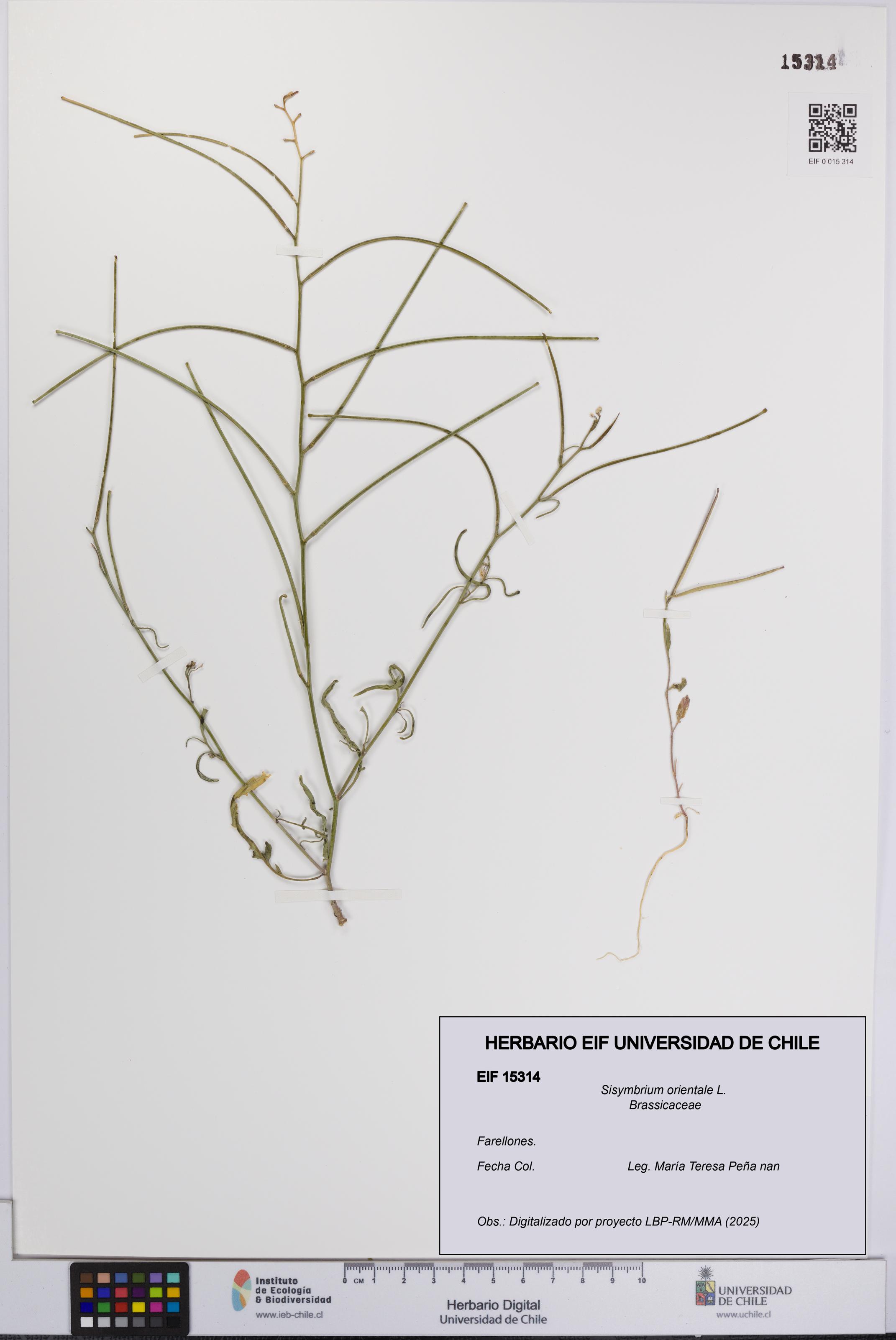 Sisymbrium orientale [Espécimen: UCH:EIF:0015314]