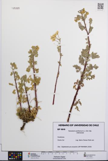 Tanacetum parthenium [Espécimen: UCH:EIF:0015315]