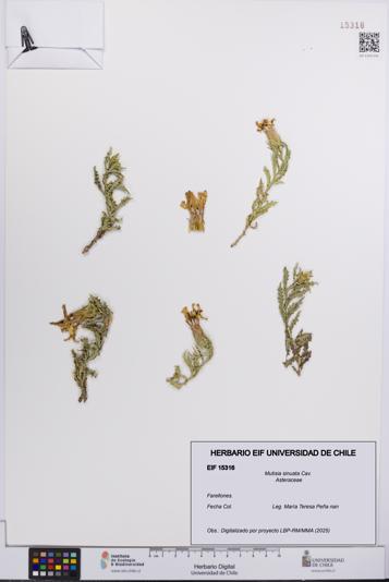 Mutisia sinuata [Espécimen: UCH:EIF:0015316]