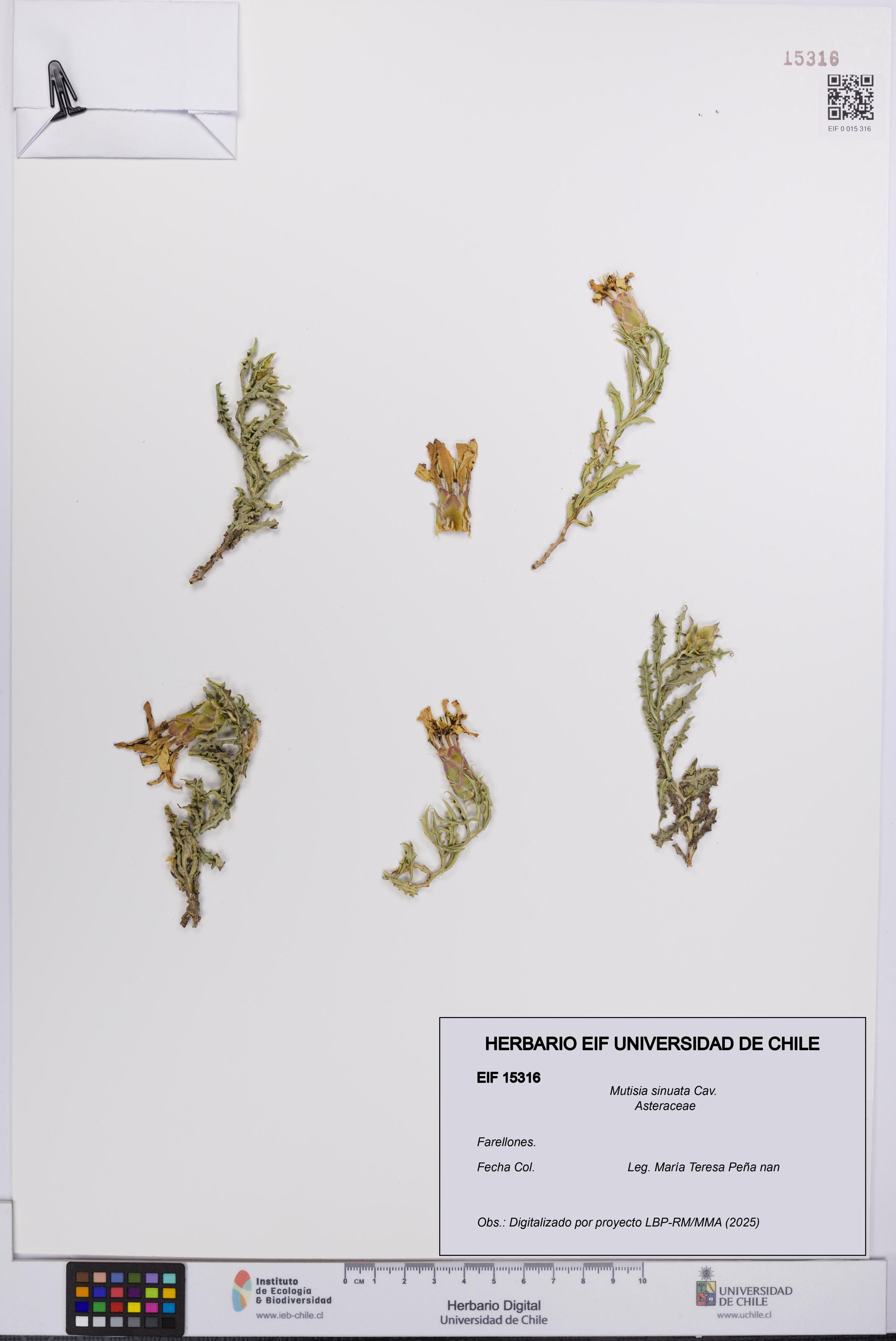 Mutisia sinuata [Espécimen: UCH:EIF:0015316]