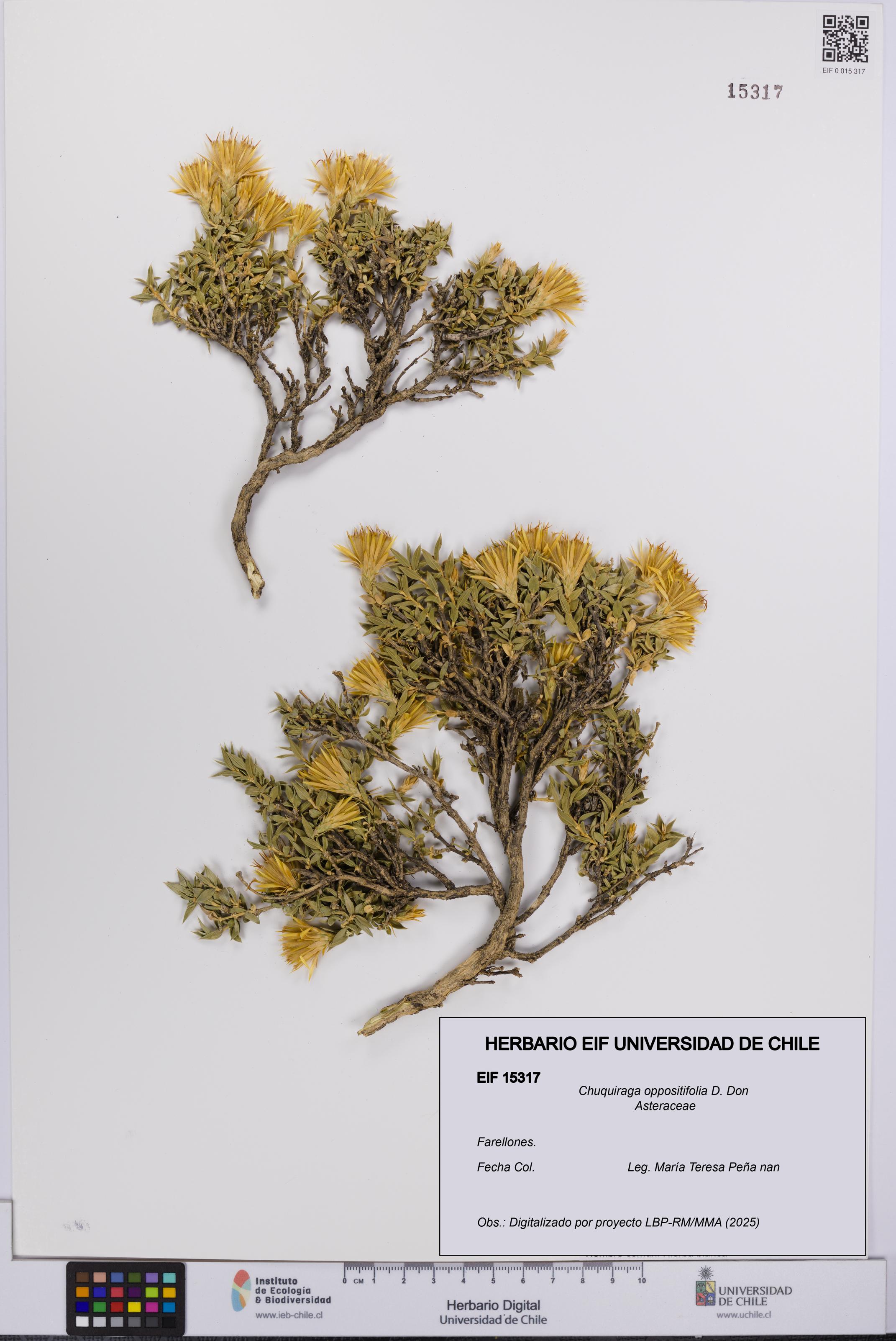 Chuquiraga oppositifolia [Espécimen: UCH:EIF:0015317]