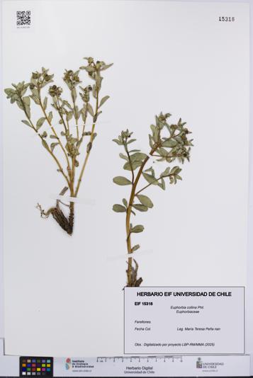 Euphorbia collina [Espécimen: UCH:EIF:0015318]