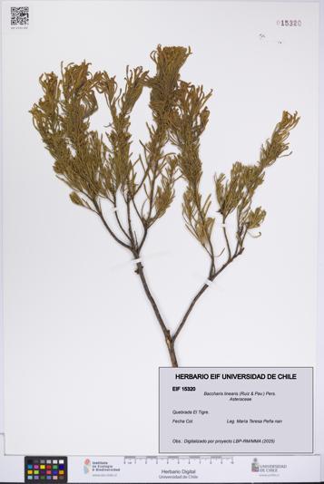 Baccharis linearis [Espécimen: UCH:EIF:0015320]
