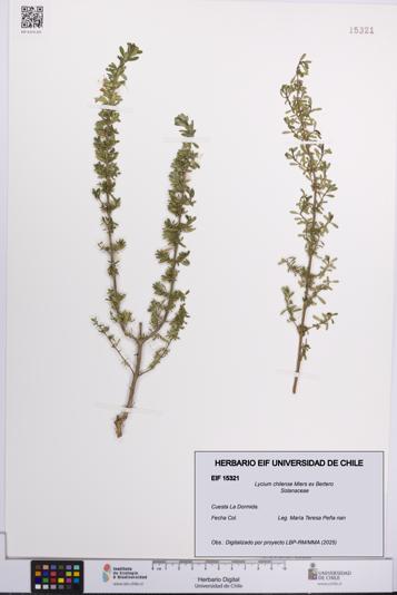 Lycium chilense [Espécimen: UCH:EIF:0015321]