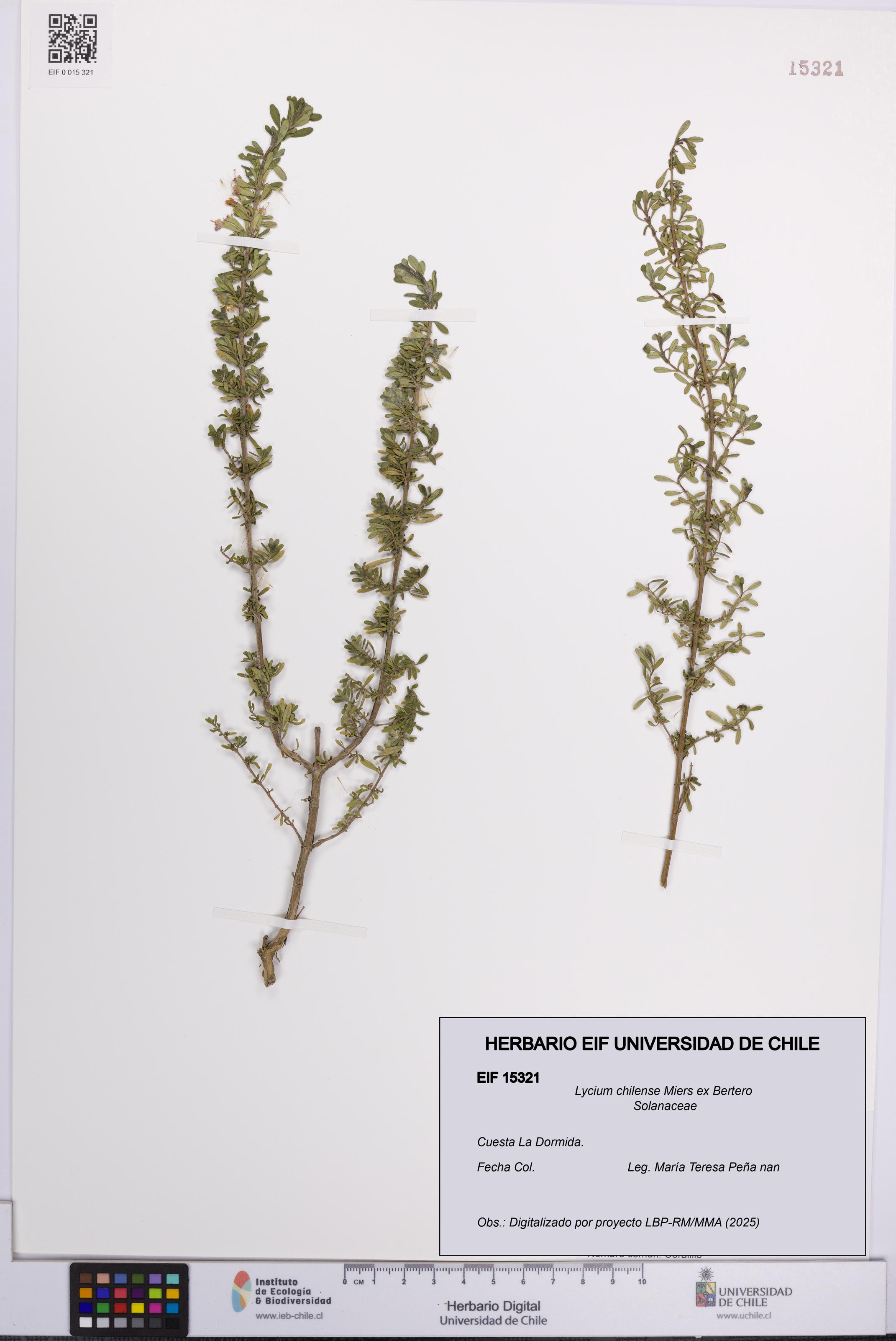 Lycium chilense [Espécimen: UCH:EIF:0015321]