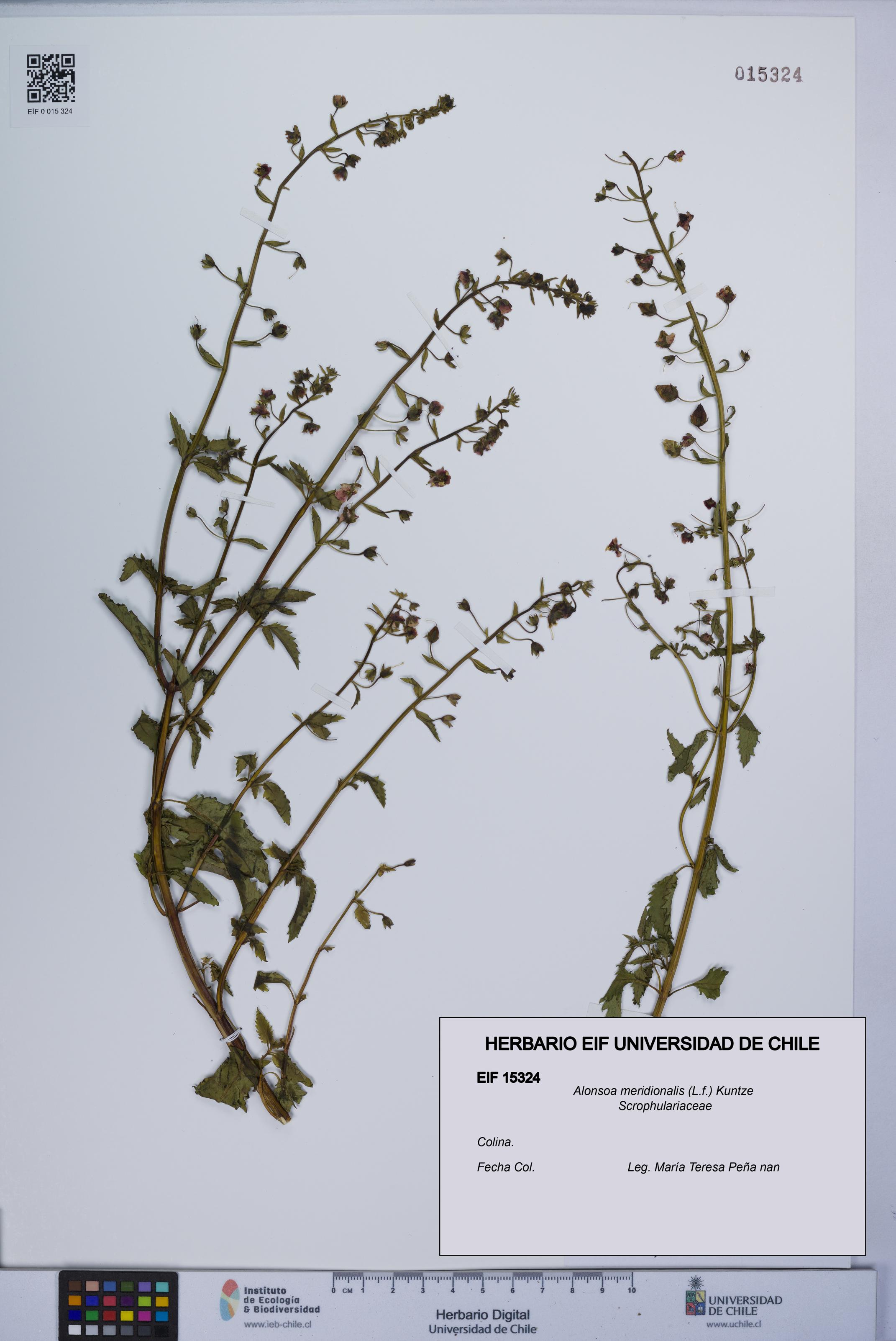 Alonsoa meridionalis [Espécimen: UCH:EIF:0015324]