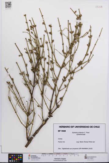 Ephedra chilensis [Espécimen: UCH:EIF:0015325]