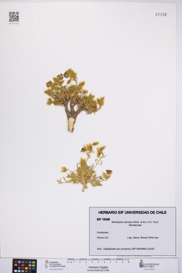 Montiopsis sericea [Espécimen: UCH:EIF:0015338]