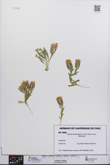 Perezia carthamoides [Espécimen: UCH:EIF:0015339]