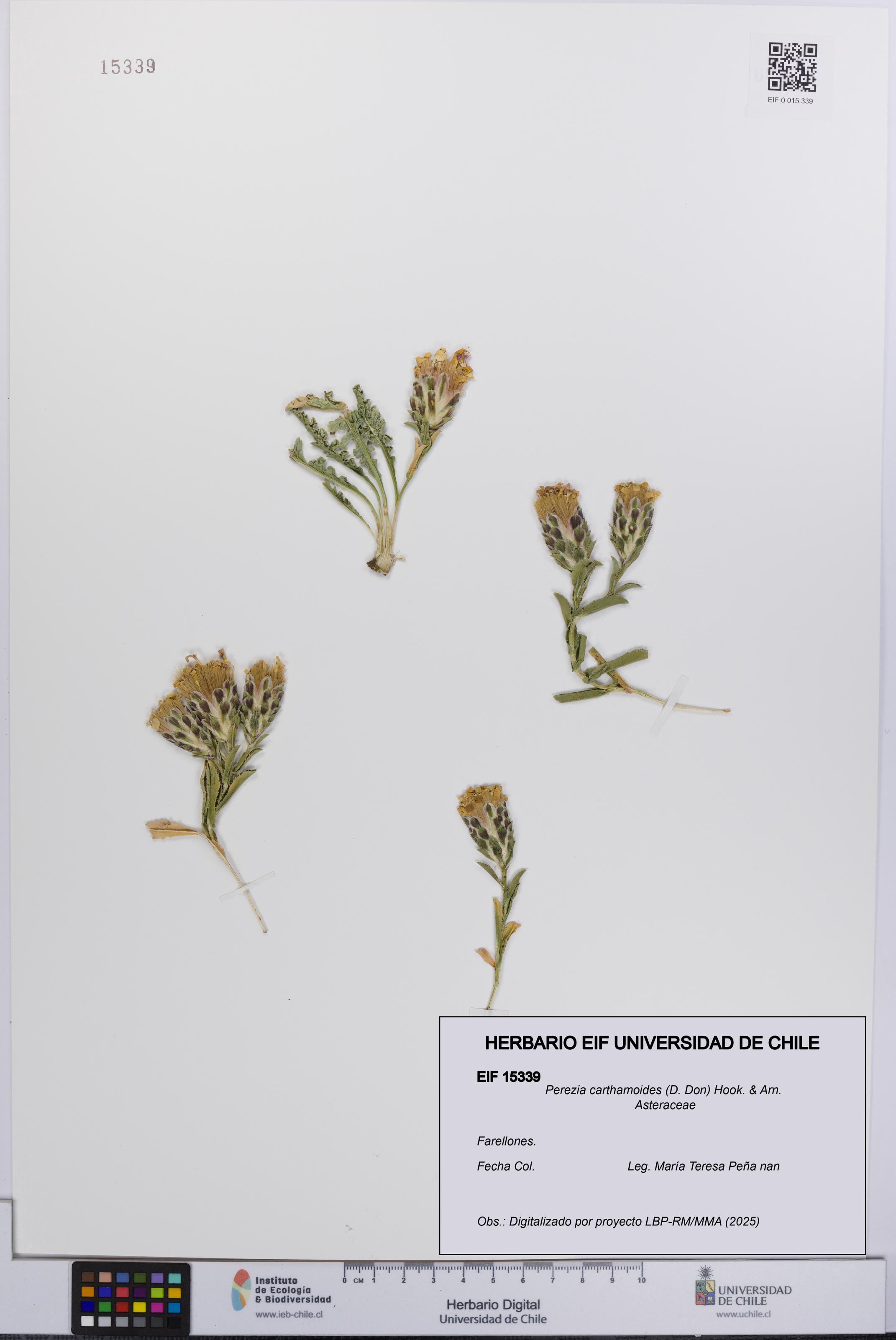 Perezia carthamoides [Espécimen: UCH:EIF:0015339]