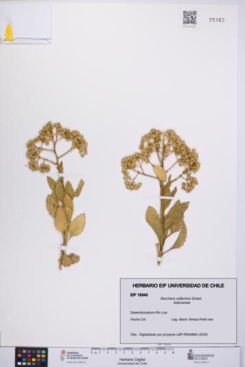 Baccharis calliprinos [Espécimen: UCH:EIF:0015343]