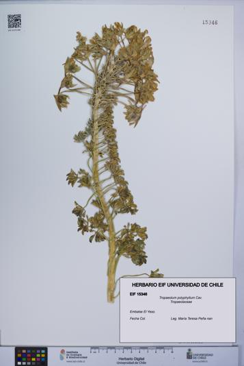 Tropaeolum polyphyllum [Espécimen: UCH:EIF:0015346]