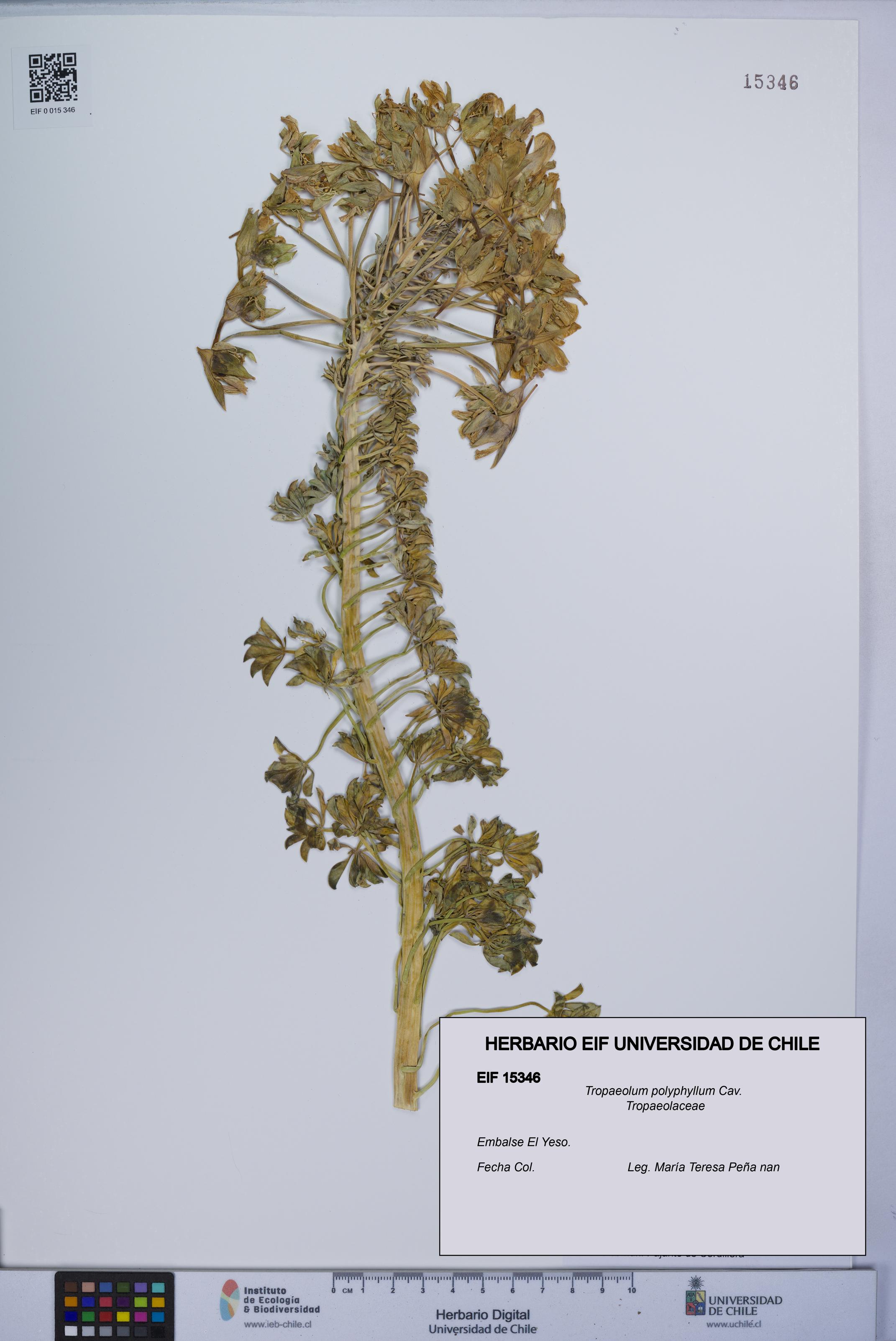 Tropaeolum polyphyllum [Espécimen: UCH:EIF:0015346]