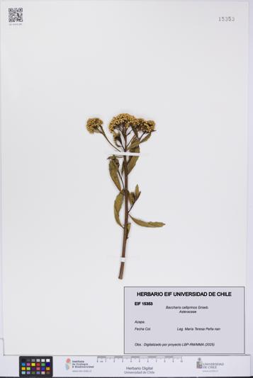 Baccharis calliprinos [Espécimen: UCH:EIF:0015353]