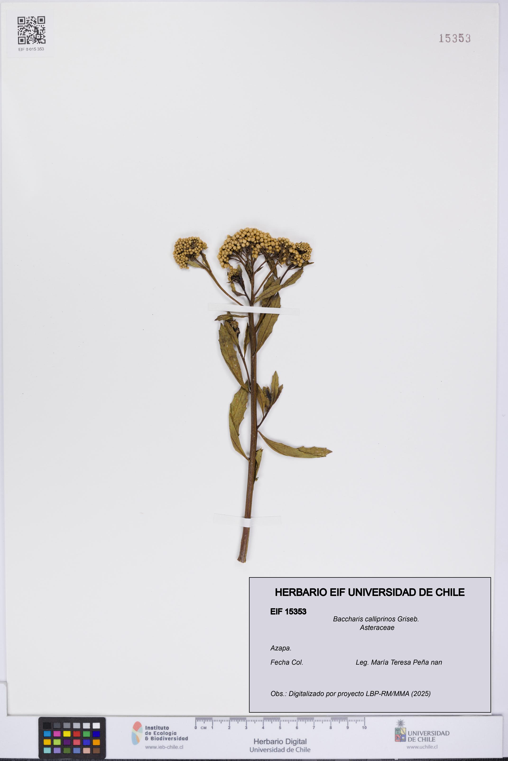 Baccharis calliprinos [Espécimen: UCH:EIF:0015353]