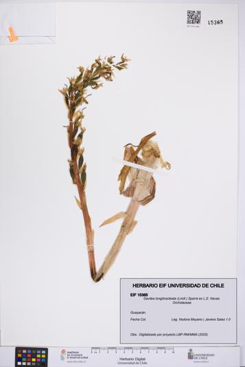 Gavilea longibracteata [Espécimen: UCH:EIF:0015365]