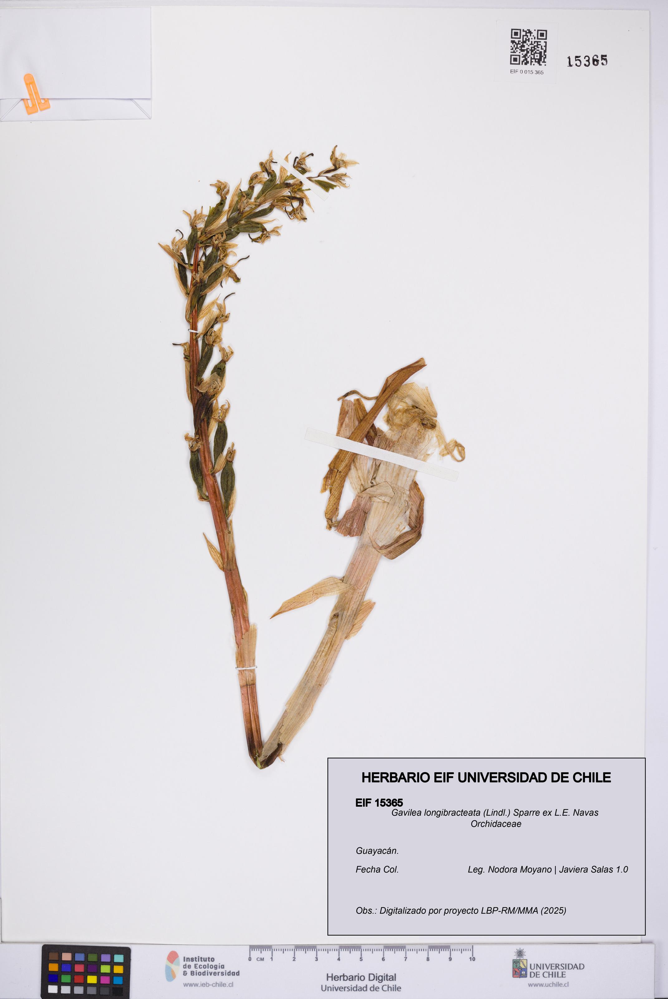 Gavilea longibracteata [Espécimen: UCH:EIF:0015365]