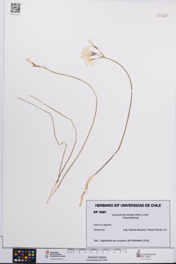 Leucocoryne ixioides [Espécimen: UCH:EIF:0015367]