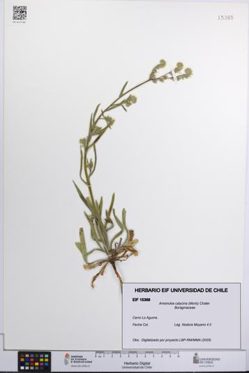 Amsinckia calycina [Espécimen: UCH:EIF:0015368]