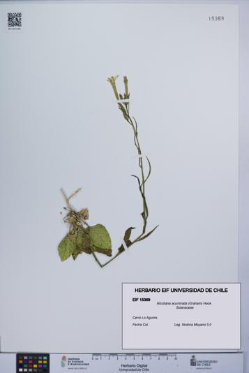 Nicotiana acuminata [Espécimen: UCH:EIF:0015369]