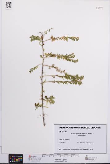 Lycium chilense [Espécimen: UCH:EIF:0015370]