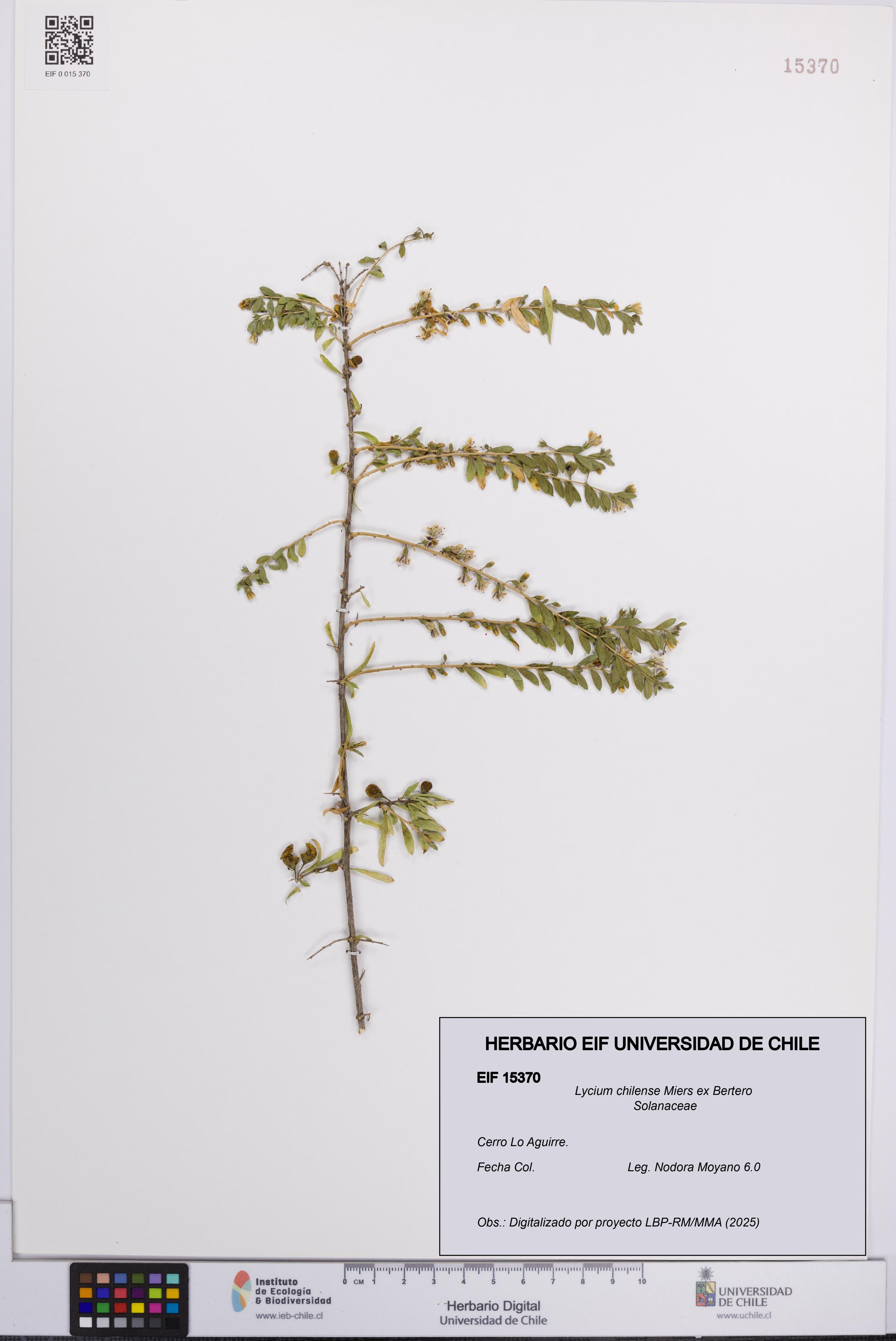 Lycium chilense [Espécimen: UCH:EIF:0015370]