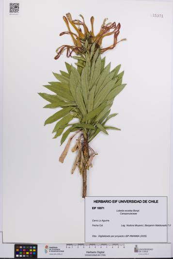 Lobelia excelsa [Espécimen: UCH:EIF:0015371]