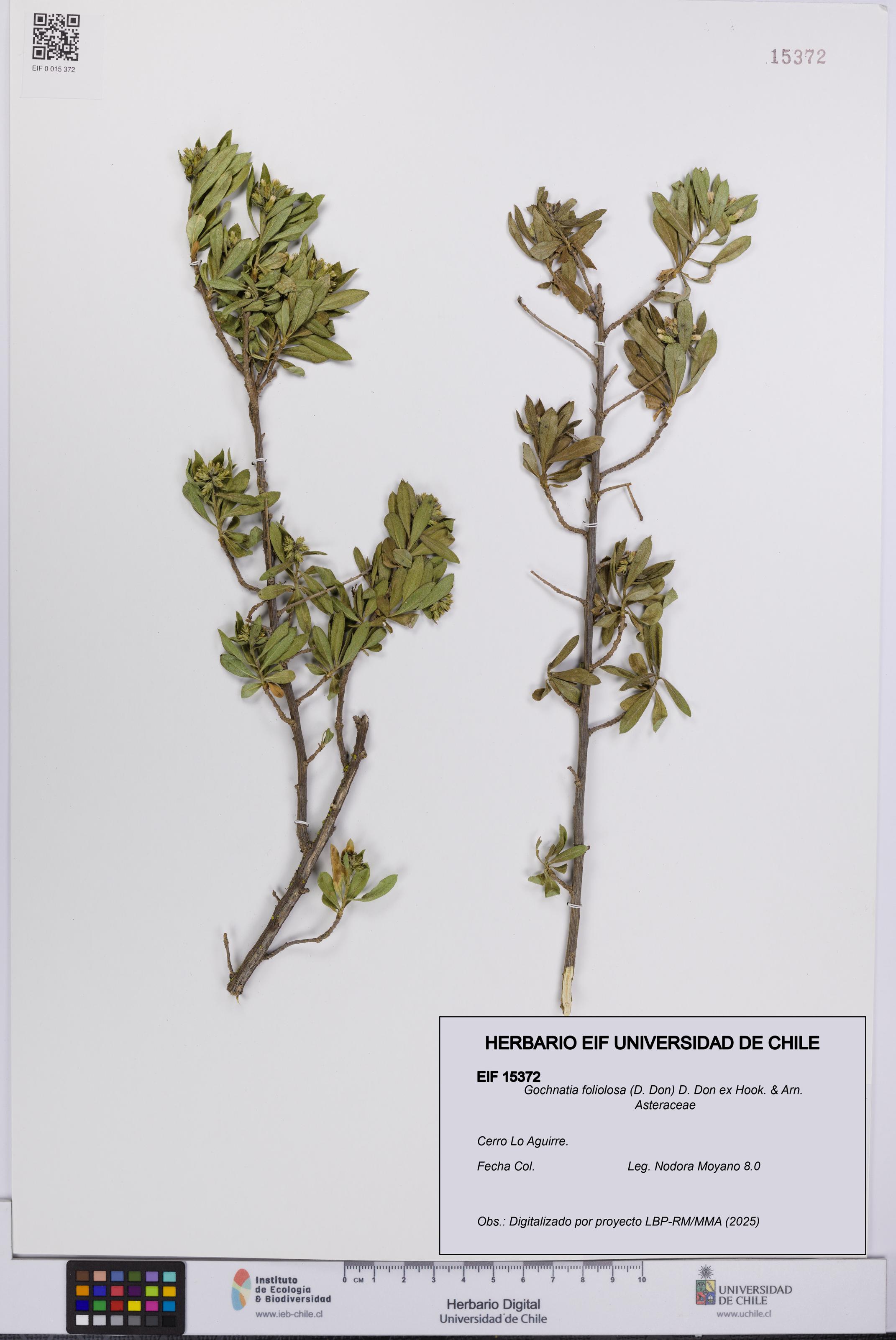Gochnatia foliolosa [Espécimen: UCH:EIF:0015372]