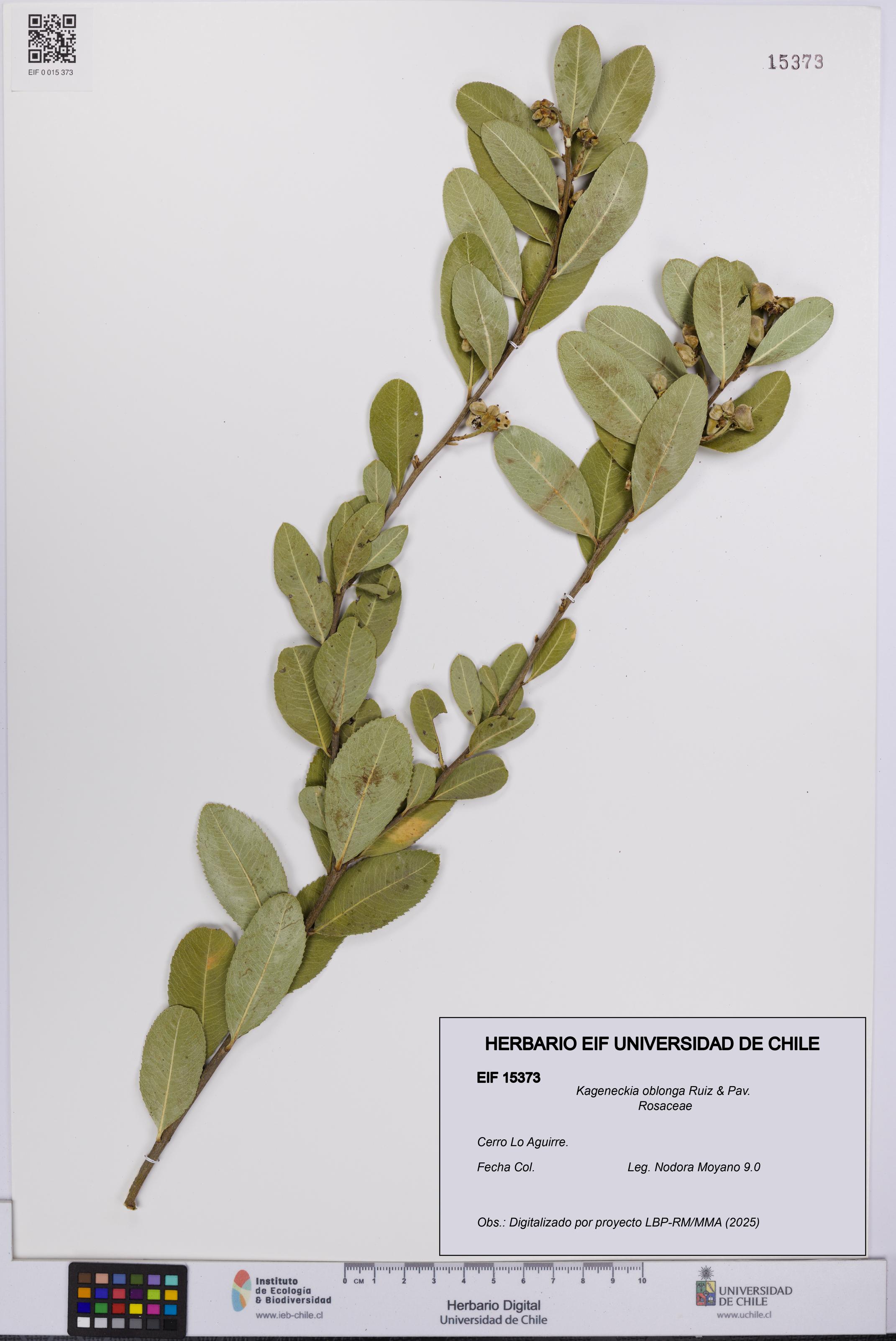 Kageneckia oblonga [Espécimen: UCH:EIF:0015373]