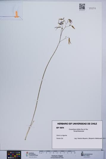 Conanthera bifolia [Espécimen: UCH:EIF:0015374]