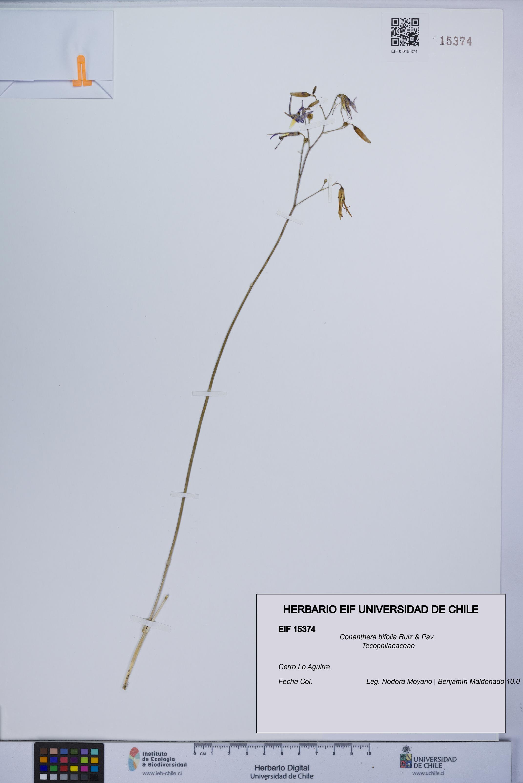 Conanthera bifolia [Espécimen: UCH:EIF:0015374]