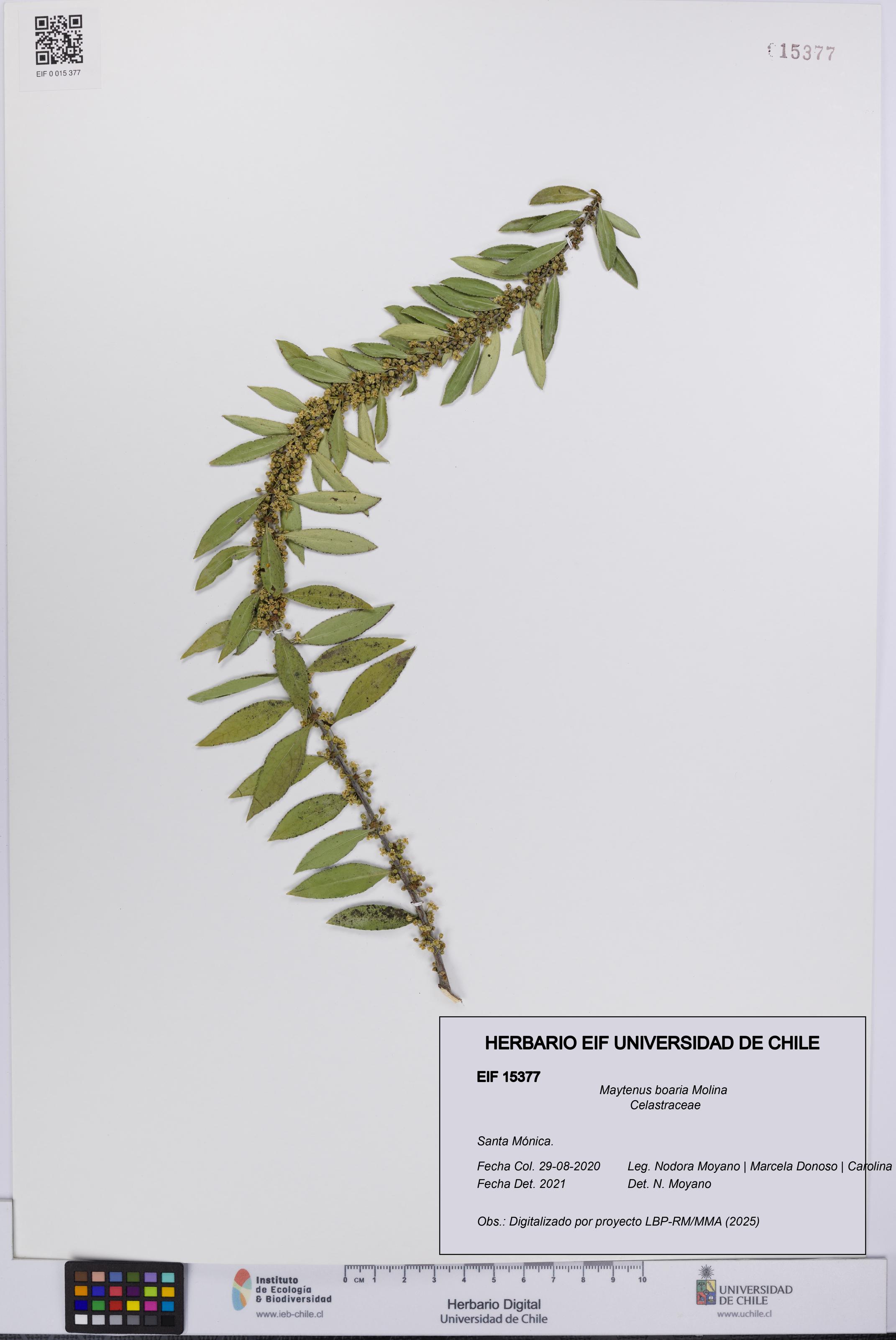 Maytenus boaria [Espécimen: UCH:EIF:0015377]