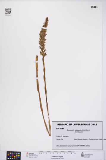 Brachystele unilateralis [Espécimen: UCH:EIF:0015381]