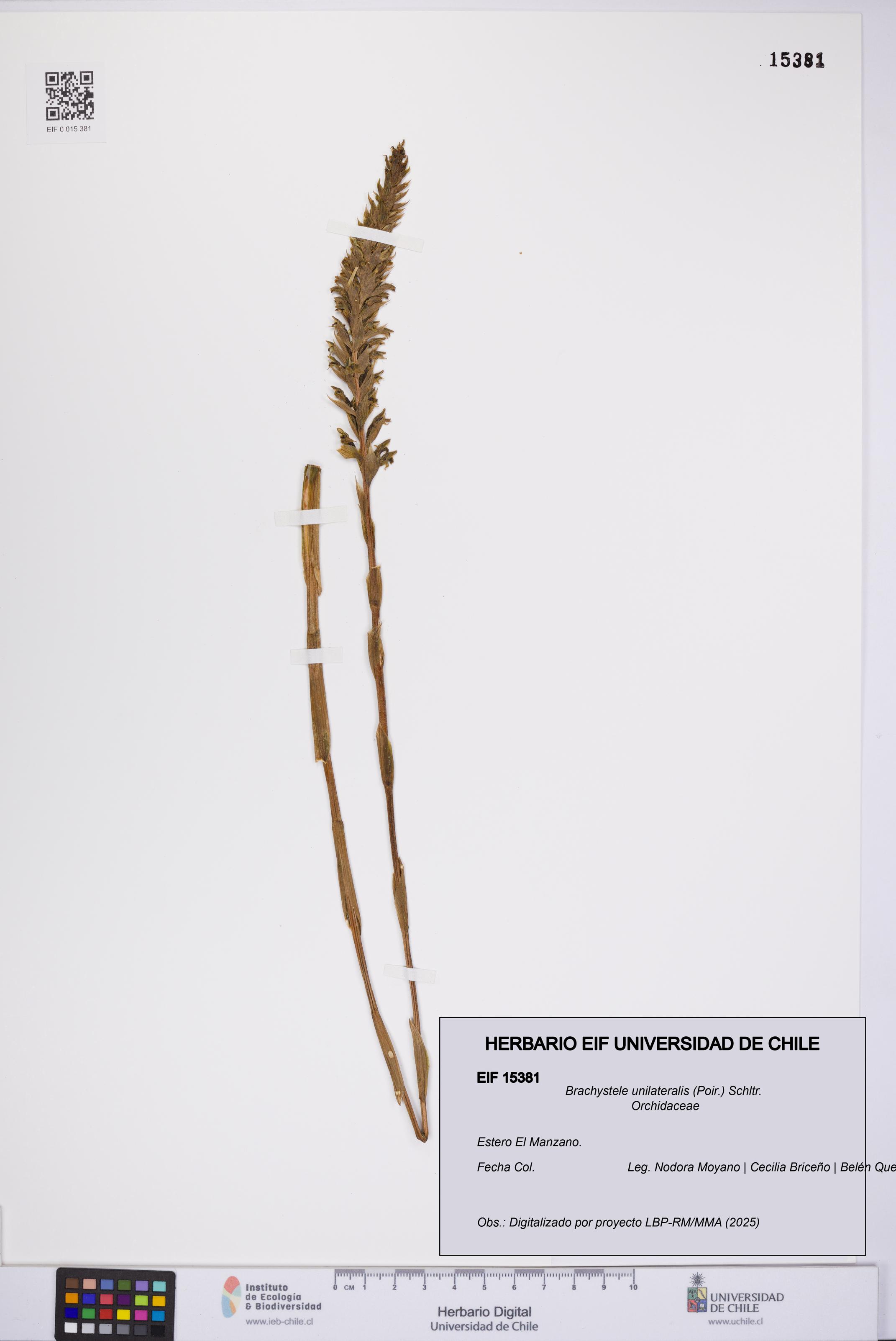 Brachystele unilateralis [Espécimen: UCH:EIF:0015381]