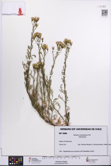 Senecio microphyllus [Espécimen: UCH:EIF:0015382]