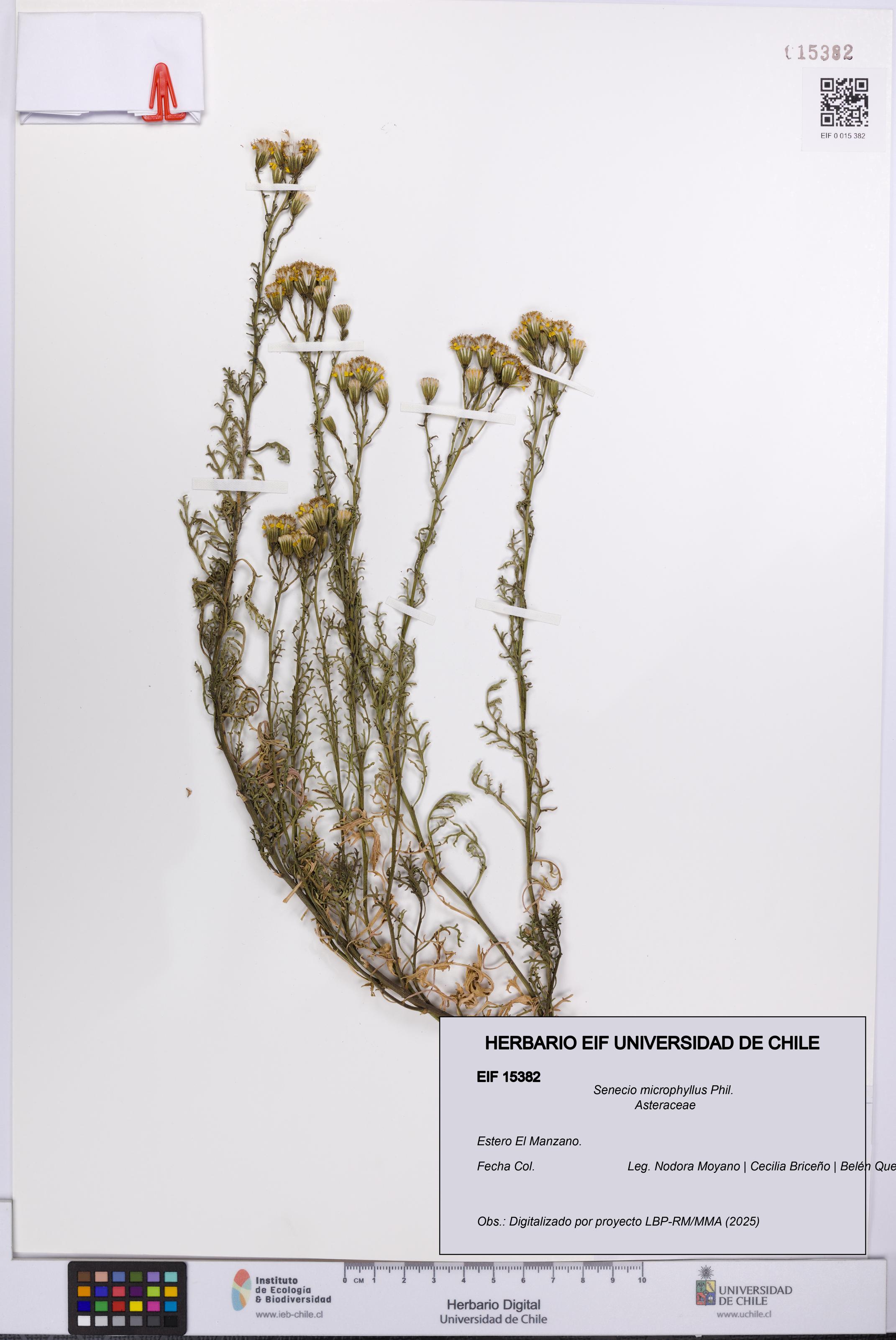Senecio microphyllus [Espécimen: UCH:EIF:0015382]