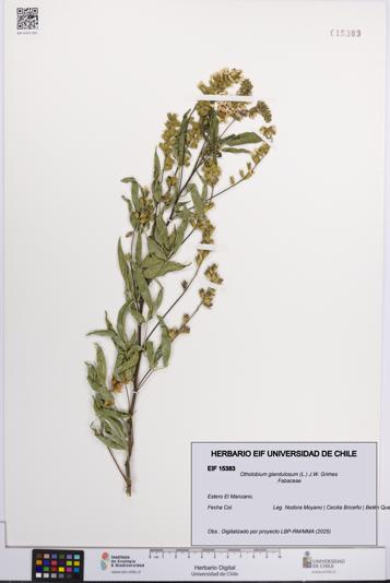 Otholobium glandulosum [Espécimen: UCH:EIF:0015383]