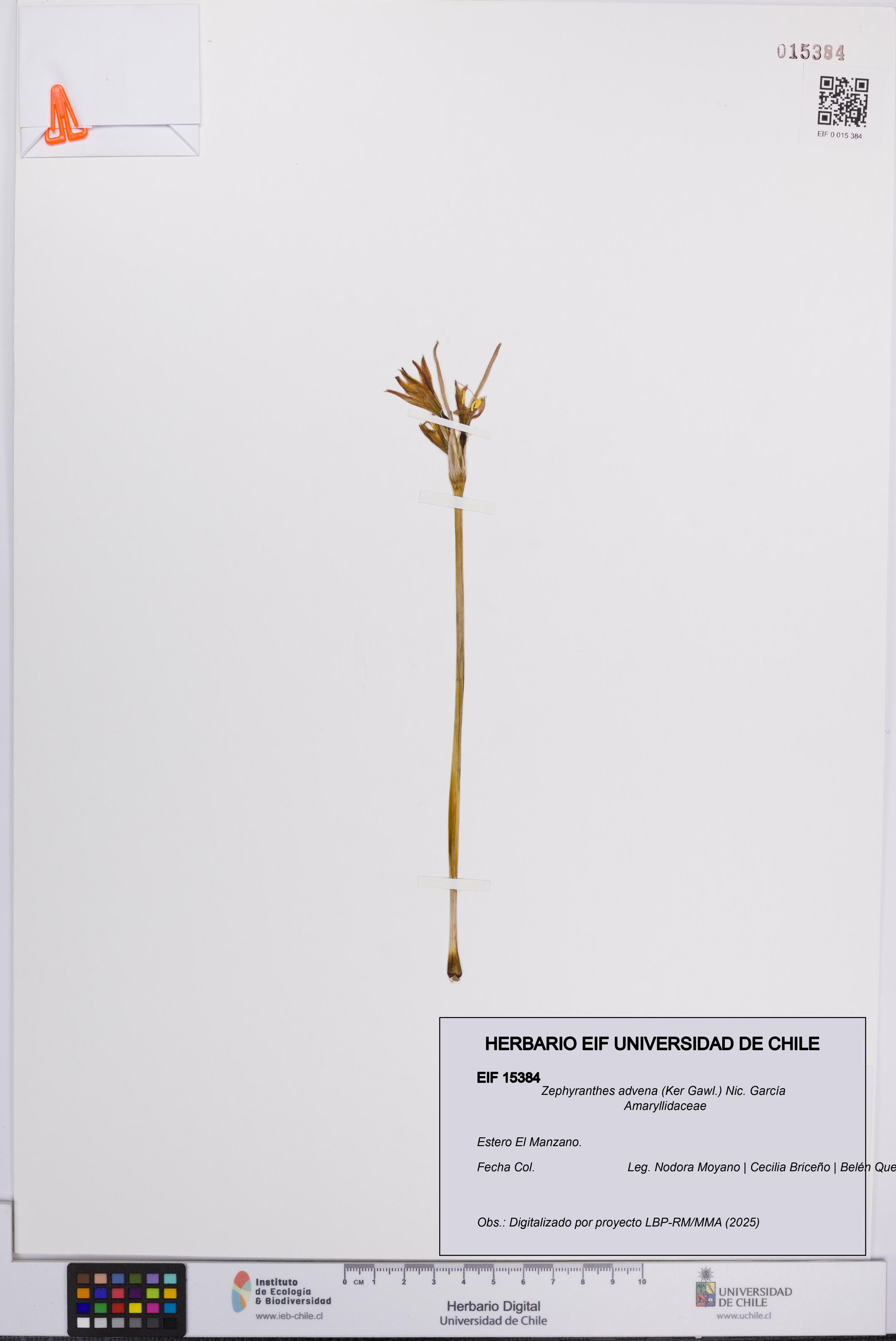 Zephyranthes advena [Espécimen: UCH:EIF:0015384]