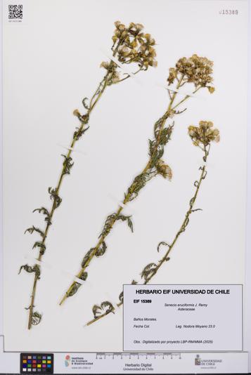 Senecio eruciformis [Espécimen: UCH:EIF:0015389]