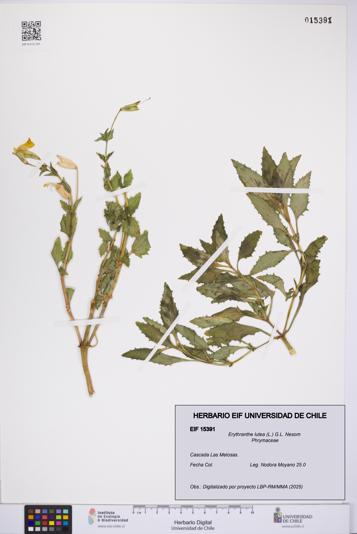 Erythranthe lutea [Espécimen: UCH:EIF:0015391]