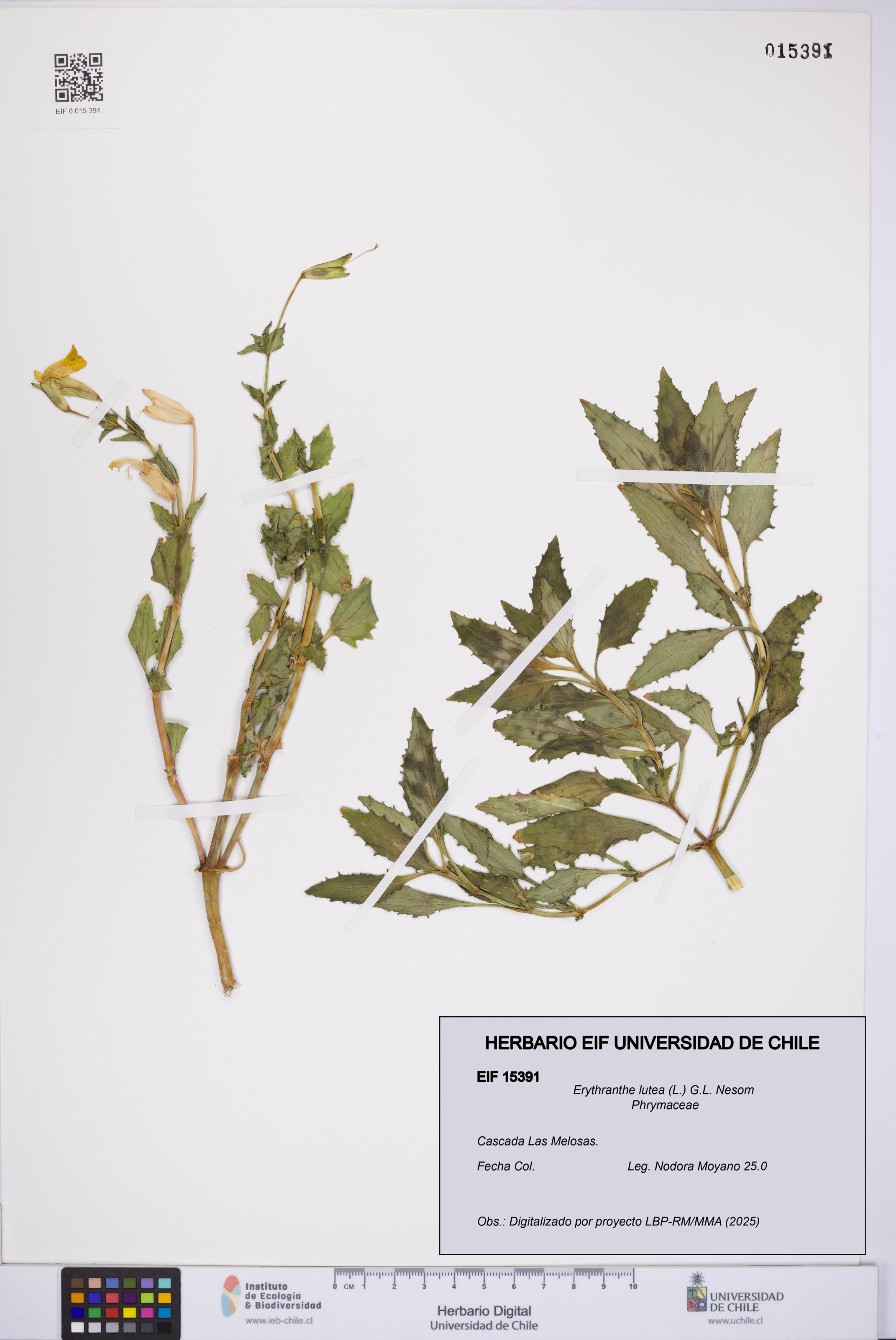 Erythranthe lutea [Espécimen: UCH:EIF:0015391]