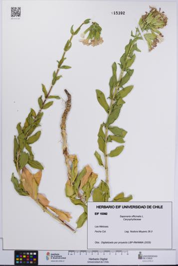 Saponaria officinalis [Espécimen: UCH:EIF:0015392]